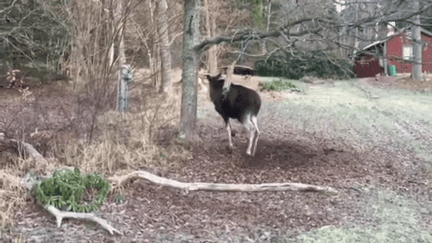 Man Rescues Moose Trapped In A Tree In Small Swedish Town 0 34 Screenshot