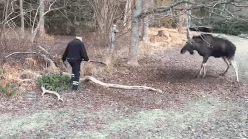 Man Rescues Moose Trapped In A Tree In Small Swedish Town 0 39 Screenshot