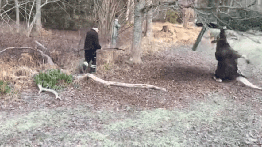 Man Rescues Moose Trapped In A Tree In Small Swedish Town 0 42 Screenshot