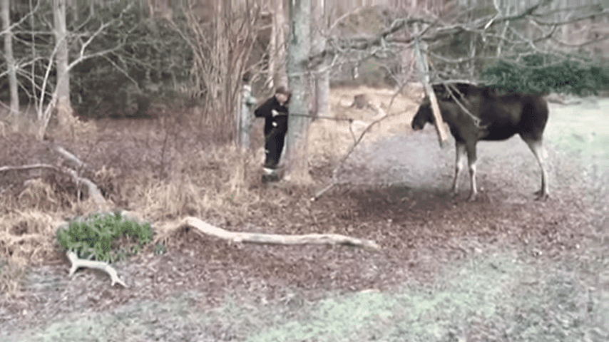 Man Rescues Moose Trapped In A Tree In Small Swedish Town 1 37 Screenshot