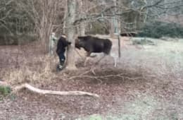 Man Rescues Moose Trapped In A Tree In Small Swedish Town 2 49 Screenshot