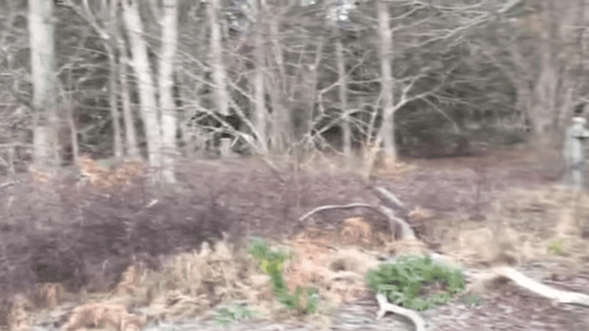 Man Rescues Moose Trapped In A Tree In Small Swedish Town 2 52 Screenshot