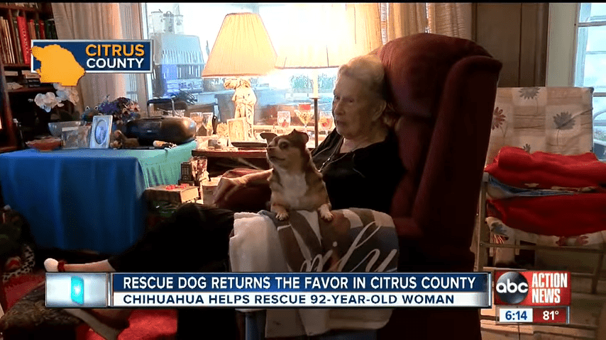 Rescue Dog Saves 92 Year Old Inverness Owner 0 15 Screenshot