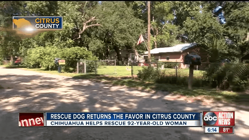 Rescue Dog Saves 92 Year Old Inverness Owner 0 34 Screenshot