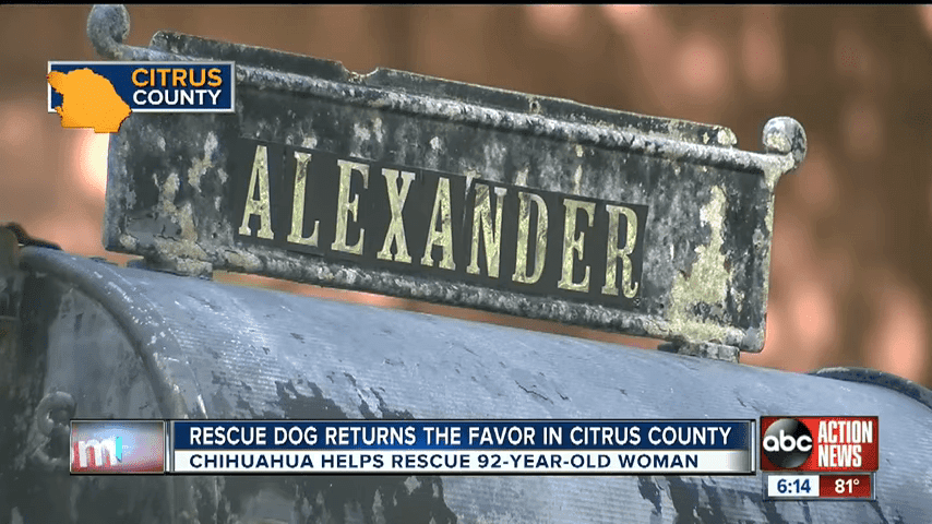 Rescue Dog Saves 92 Year Old Inverness Owner 0 37 Screenshot