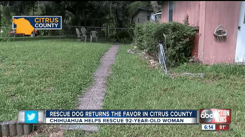 Rescue Dog Saves 92 Year Old Inverness Owner 0 43 Screenshot