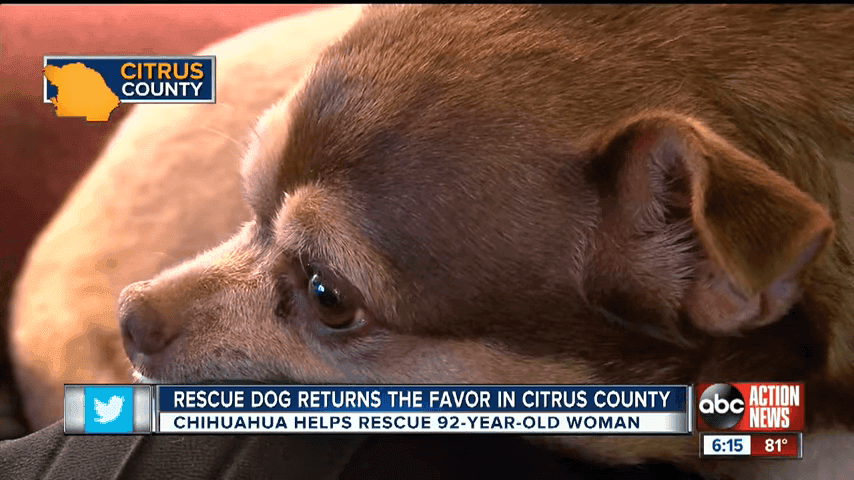 Rescue Dog Saves 92 Year Old Inverness Owner 1 10 Screenshot