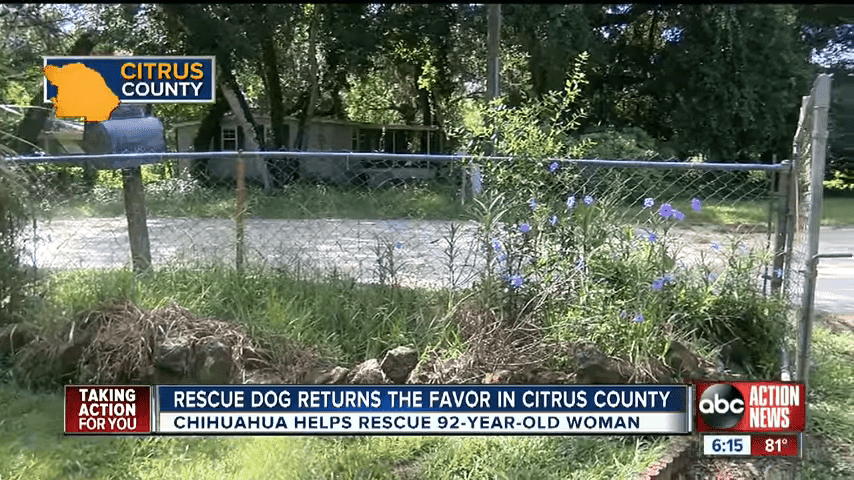 Rescue Dog Saves 92 Year Old Inverness Owner 1 18 Screenshot