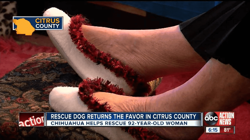 Rescue Dog Saves 92 Year Old Inverness Owner 1 26 Screenshot
