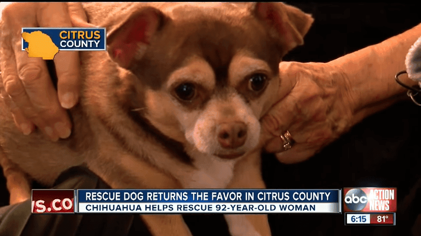 Rescue Dog Saves 92 Year Old Inverness Owner 1 3 Screenshot
