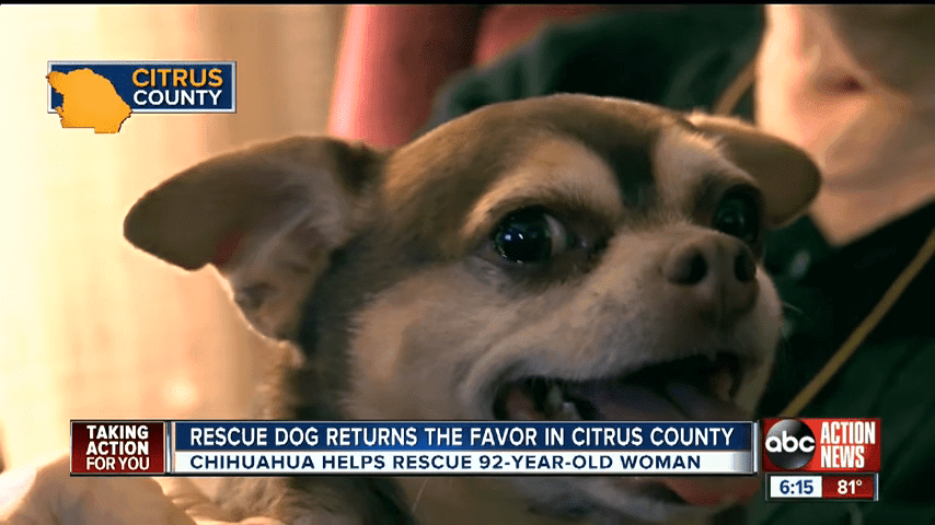 Rescue Dog Saves 92 Year Old Inverness Owner 1 40 Screenshot