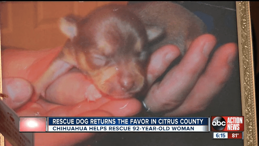 Rescue Dog Saves 92 Year Old Inverness Owner 1 49 Screenshot