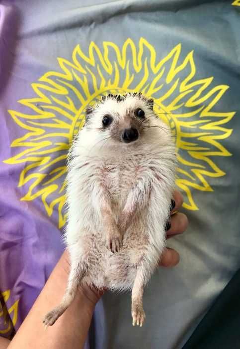 Ricky Sunshine
