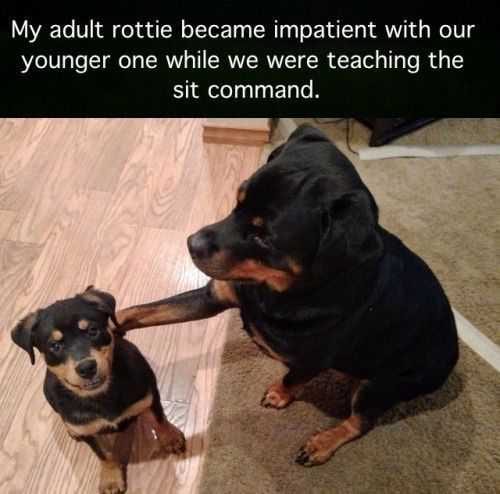 Adult Rottie Sit