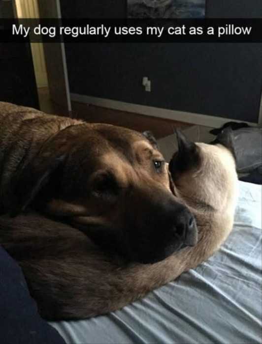 Animal Cat Pillow