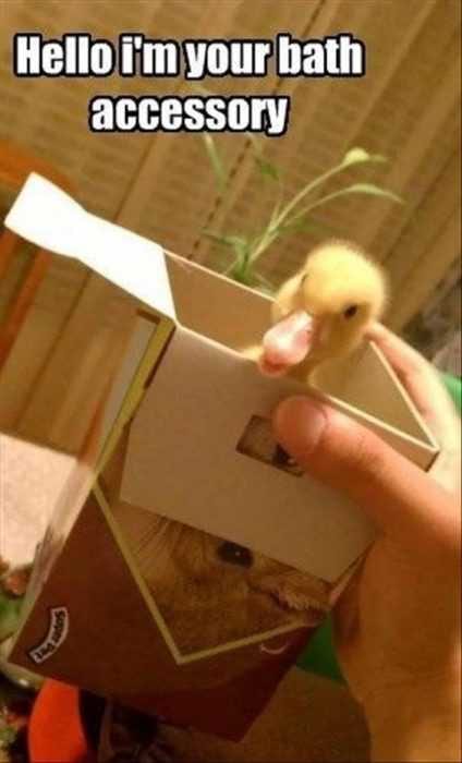 Animal Duck Accessory