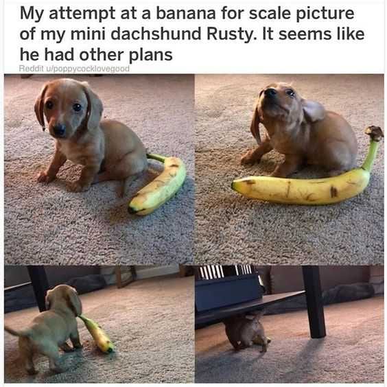 Banana For Scale