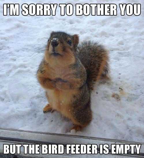 Bird Feeder Empty