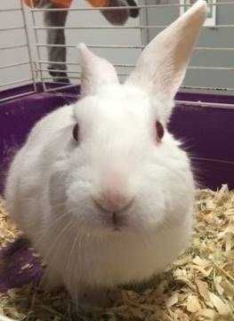 Bunny Sit
