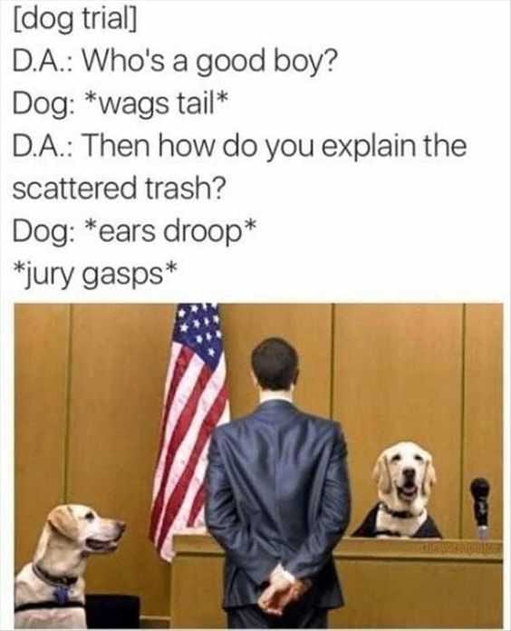 Dog Good Boy