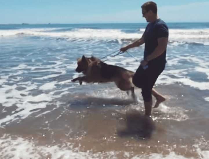 Dog Jumping In Water