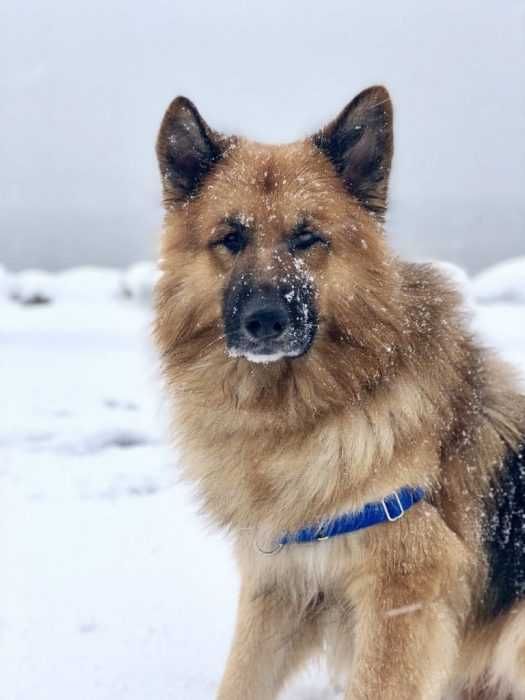 Dog Playing In Snow