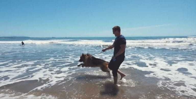 Dog Plays In Water