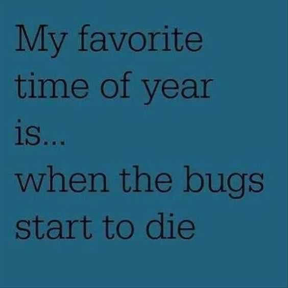 Funny Bugs Die