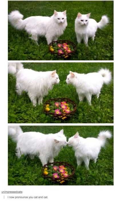 Funny Cat And Cat