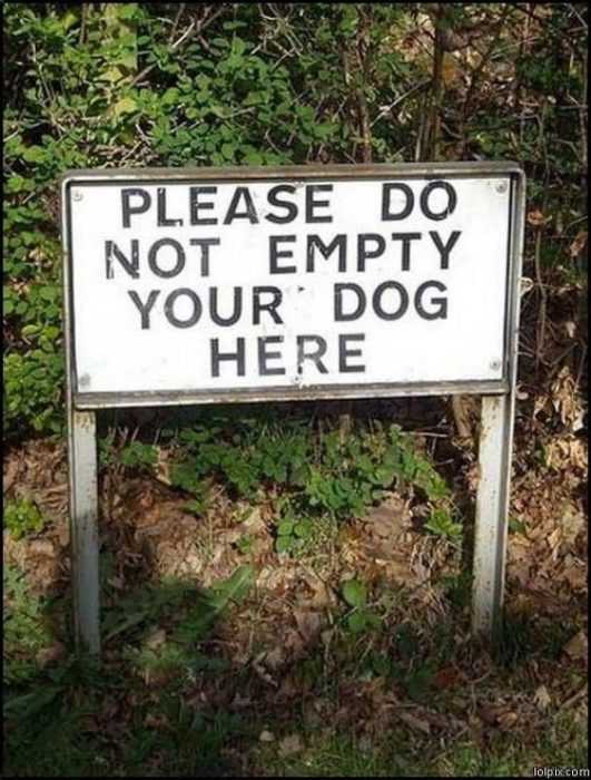 Funny Dog Here