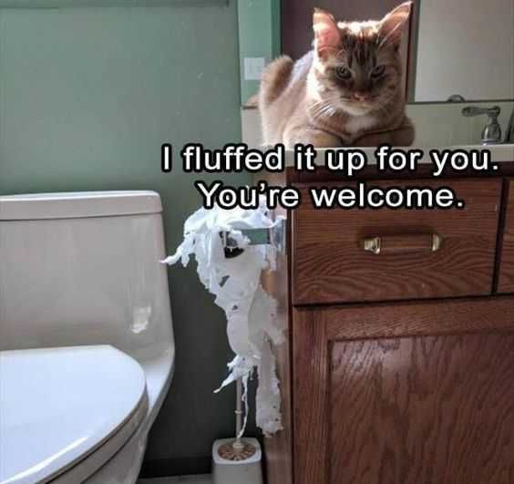 Funny Fluffed It Up
