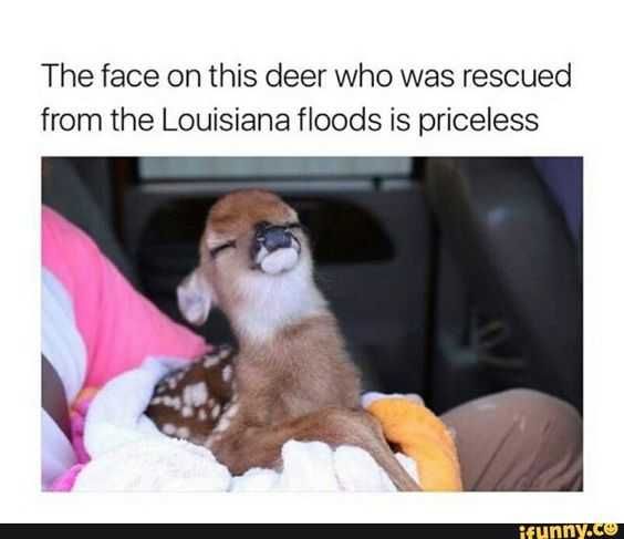 Funny Louisiana