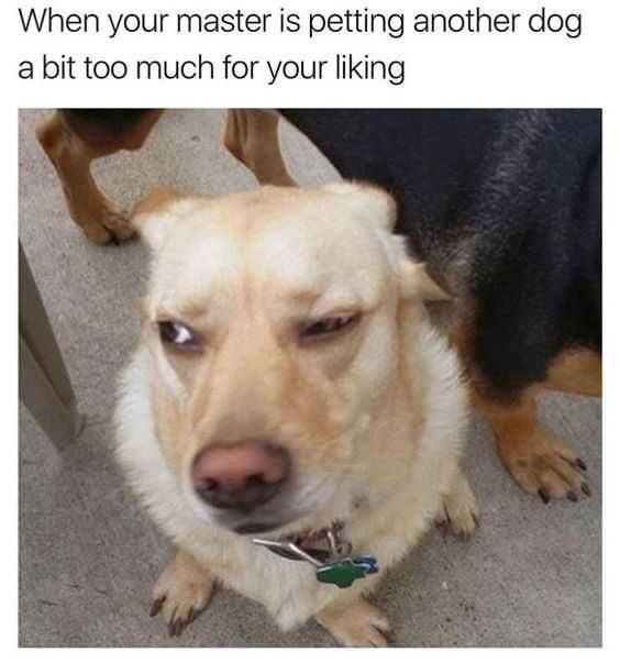 Funny Petting
