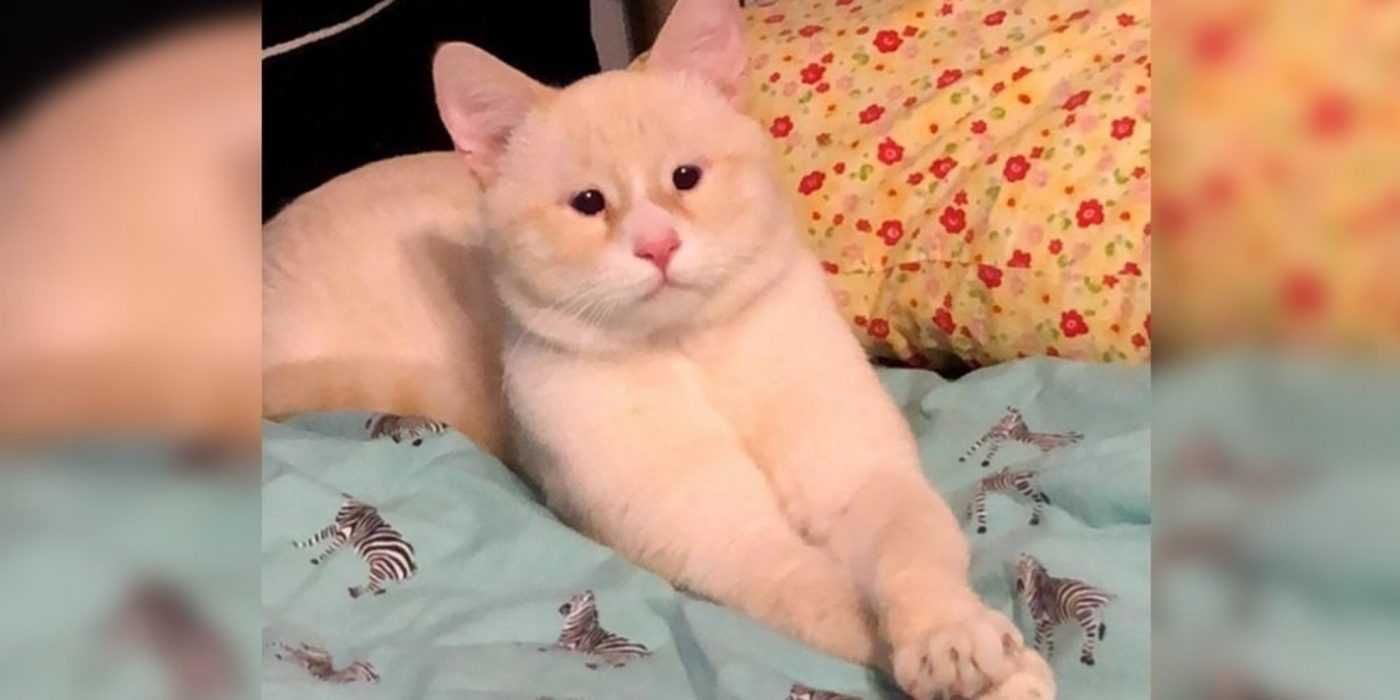 Gata1