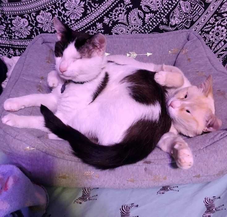 Gata2