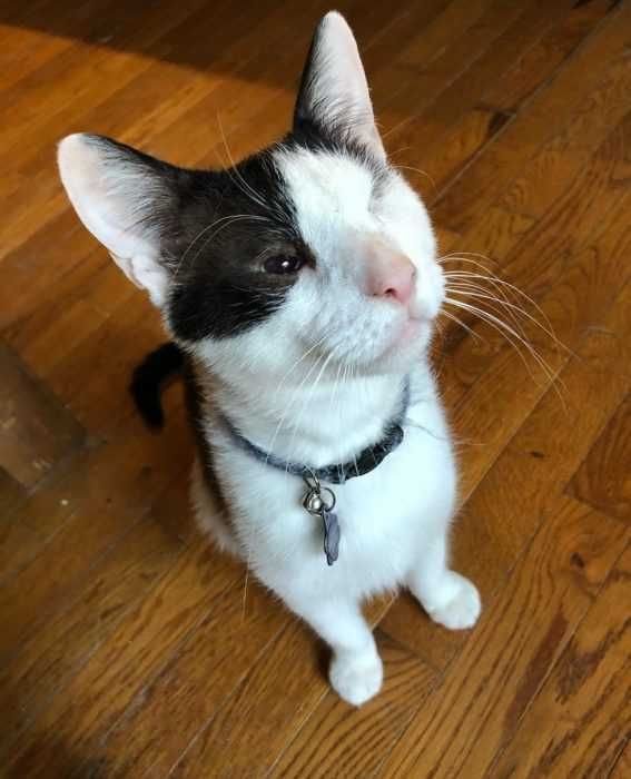 Gata3