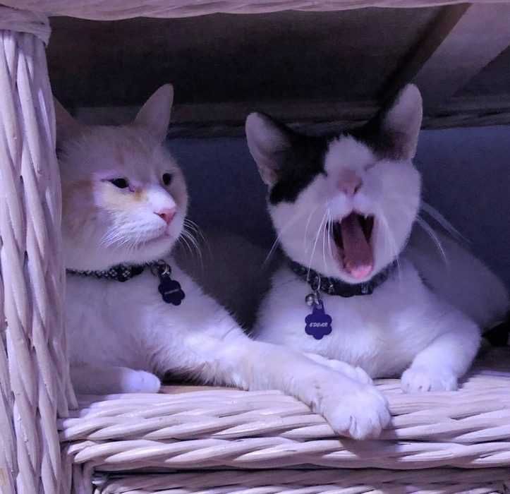 Gata4