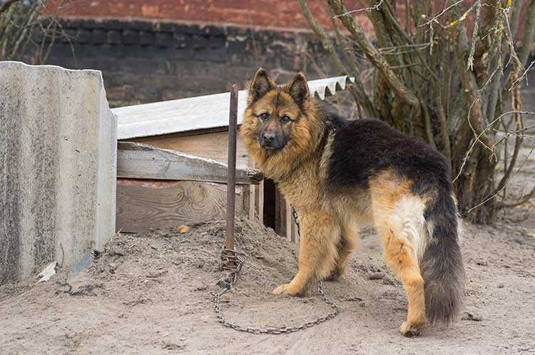 German Shepherd Chained Up