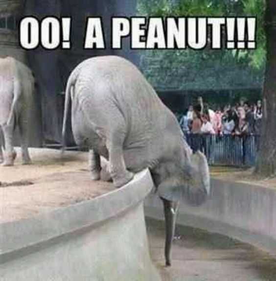 Hehe Peanut