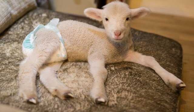 Lamb 3