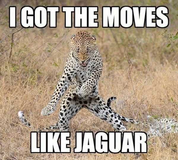 Moves Like Jaguar