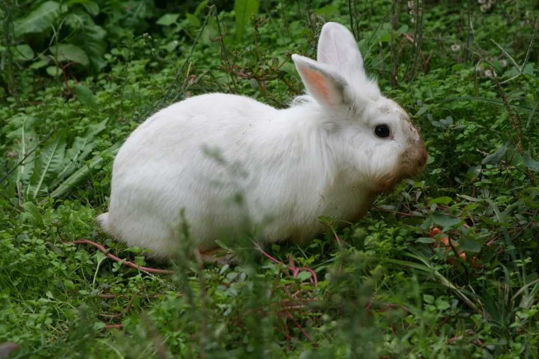 Rabbit 209609 1920 1
