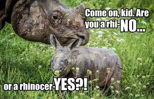Rhino No