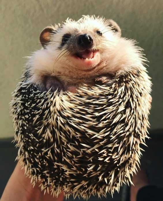 Rick Happy