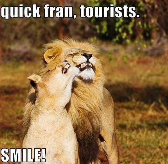 Tourists Lions