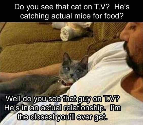 Cat Catching Mice
