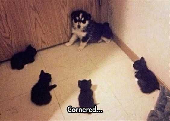Cat Crnered