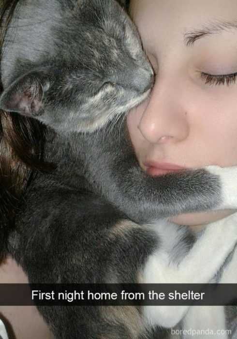 Cat First Night Hme