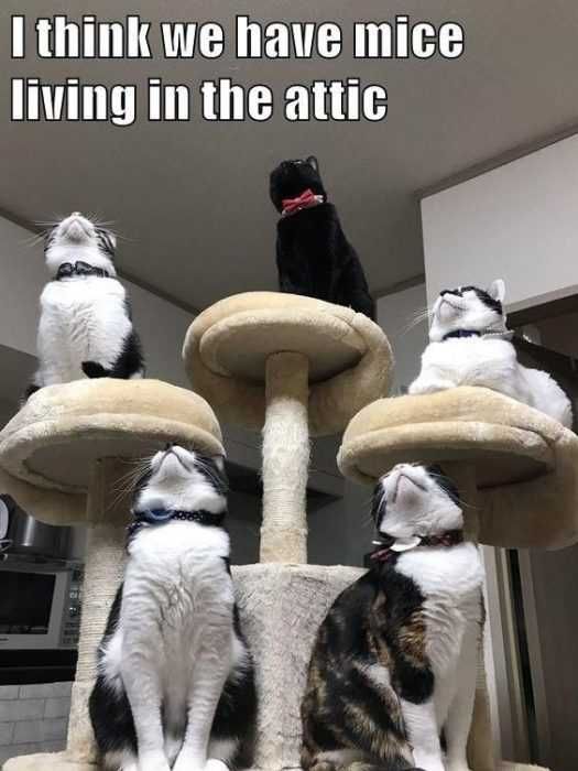 Cat Mice Attic