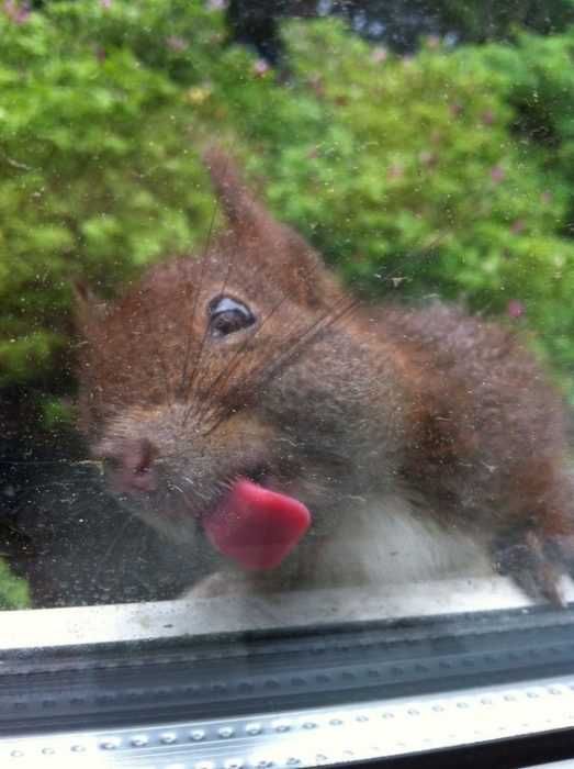 Cat Squirrell
